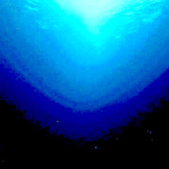 Adrift In The Pelagic Zone