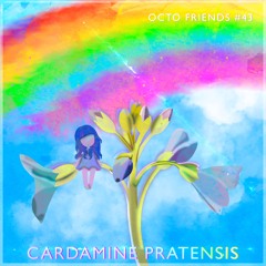 Octo Friends #43 - Cardamine Pratensis •  Arc-En-Ciel