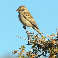 Brewer's Sparrow Performance