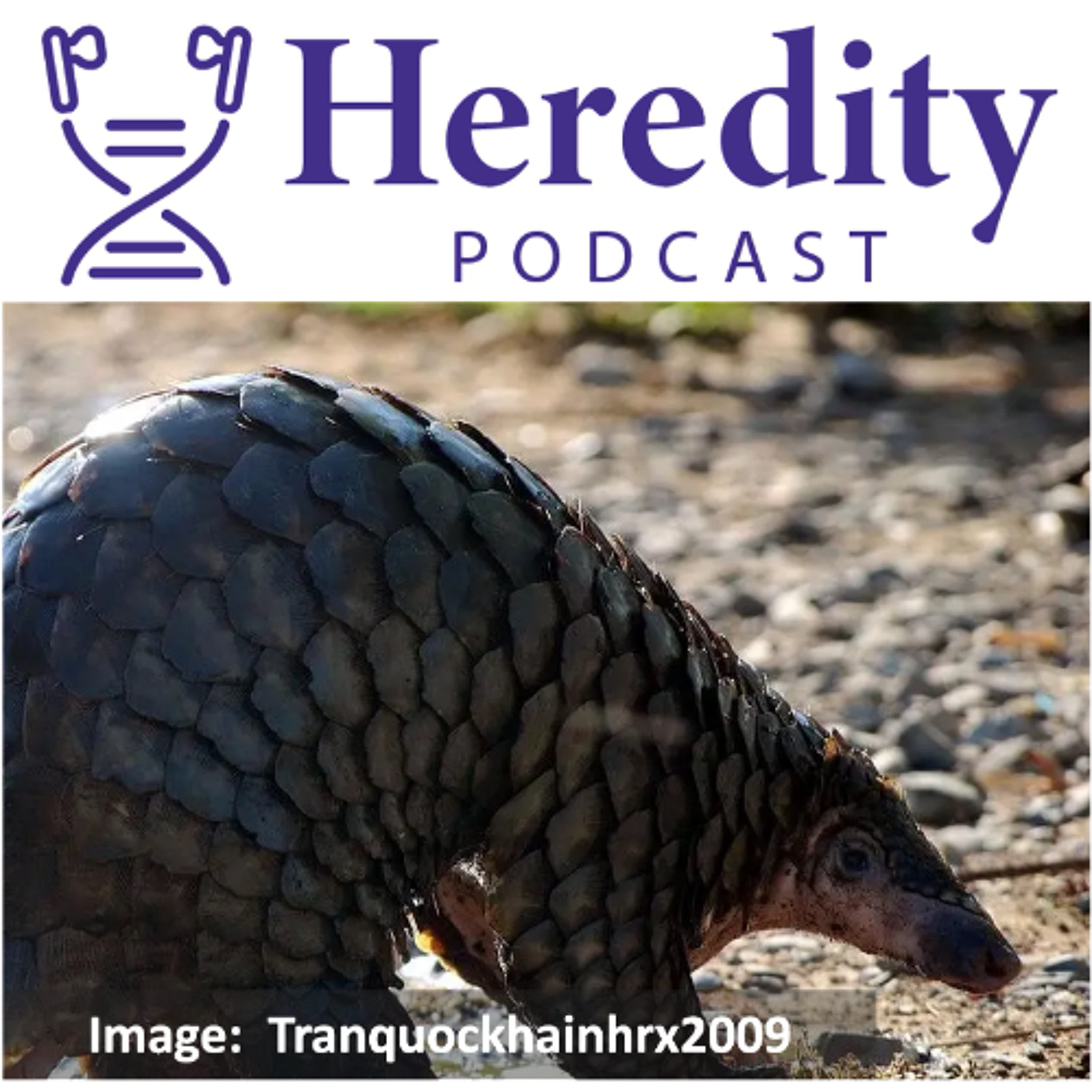 Pangolin popgen & the illegal wildlife trade episode artwork