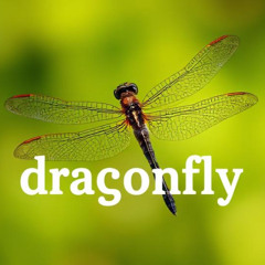 Dragonfly..prevocal