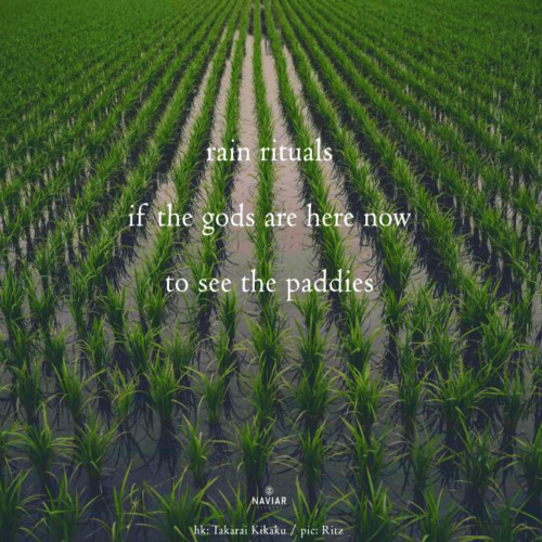 if the gods are here now [naviarhaiku599]