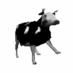 polish cow english