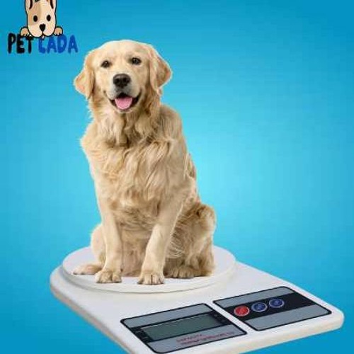 Stream How Heavy Should My Dog Be? A Complete Dog Weight Guide. by Romy