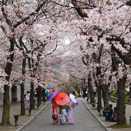 Japan tourism blossoming in post-COVID era: Veronica Matheson reports
