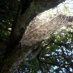 Burning Bright (Blake's song)