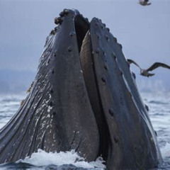 Review Special Price Juneau Whale Watching And Salmon Bake
