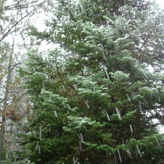 Waiting for Spring (demo)