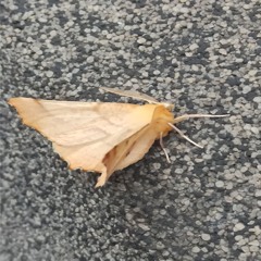 like a butterfly (rainngod)