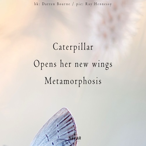 halF wingeD [naviarhaiku503]