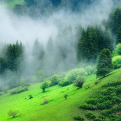 BEAUTIFUL GREEN MORNING
