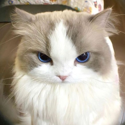 MAMA BOY - ANHVU REMIX