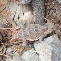 Classic Vintage Retro