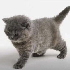 Purposeful Little Grey Cat Theme Song