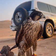 mshup شيلات  ! !