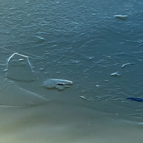 Flounder About