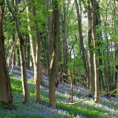 Concerning The Effects Of Woods