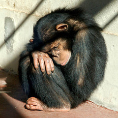 hunned bandz (tanukichan cover)