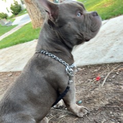 Shook Onez (Prod. Gentle) by 303 Capone