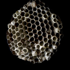 beez