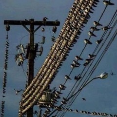 everyone says soundcloud is useful, but all i see are BOTS