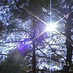 Great tree (pokeez x adam_theory)