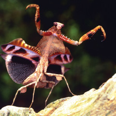 Vigilante-Buju Banton-Bass-Mix