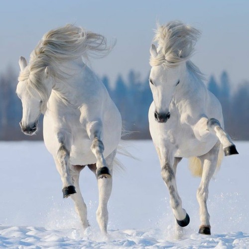 RACE OF HORSES insp. EV3