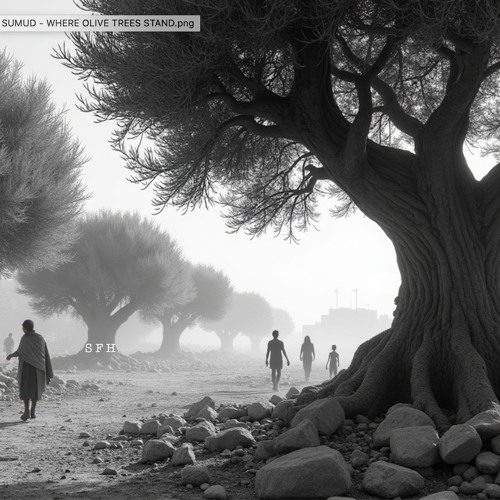 Sumud - Where Olive Trees Stand