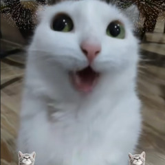 opera