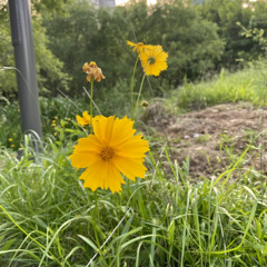 어두운 내 눈 밝히사