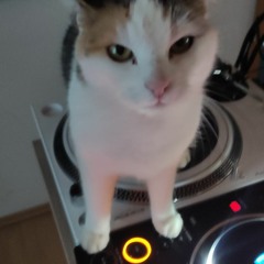 Groovy Cat III