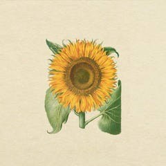 lilaclaza - sunflowers