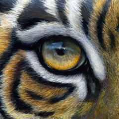 Eye of the Tiger