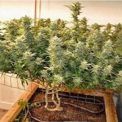 Grow bugger grow