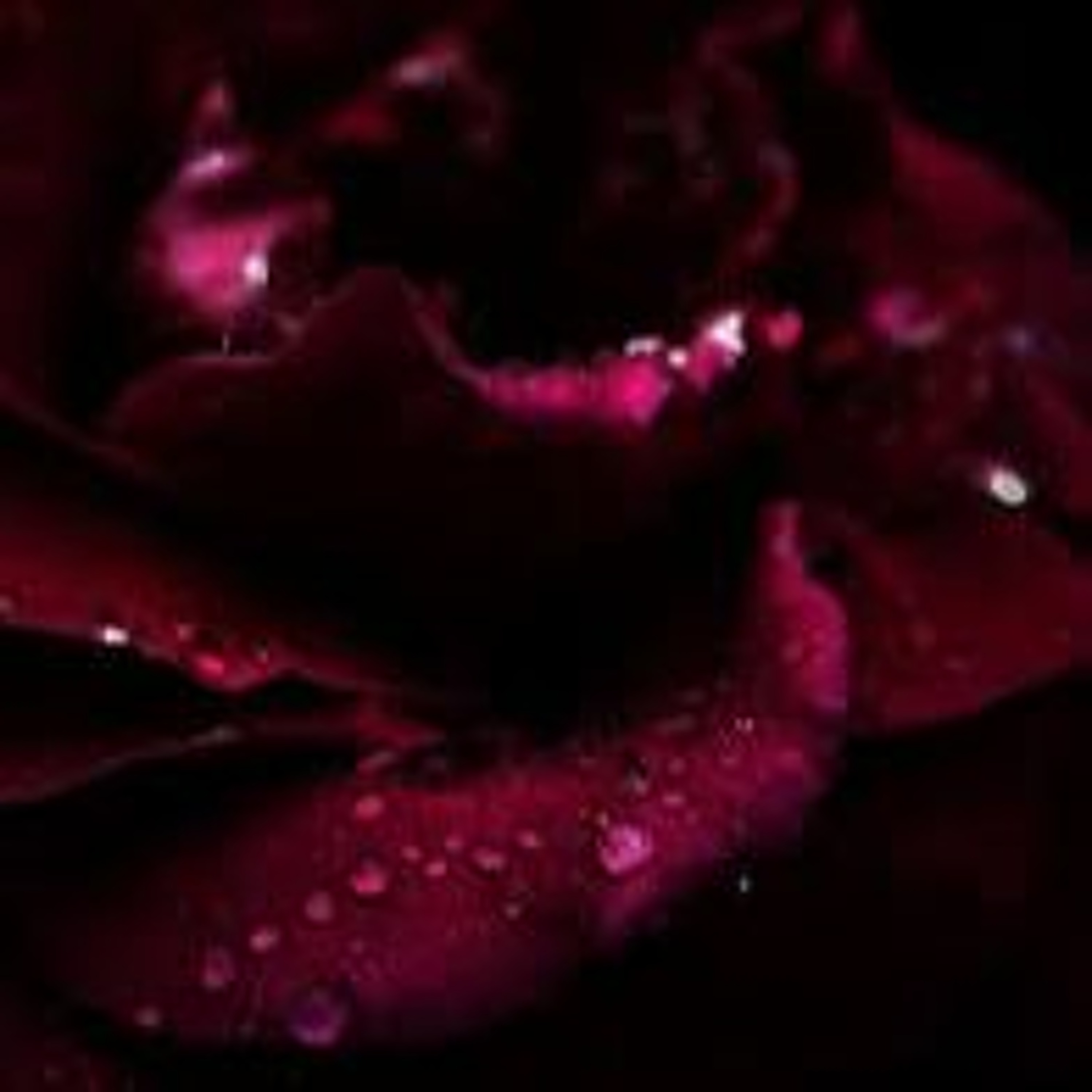 The Magical Mystery Tour Jun 21 2024 Sacred Lovemaking Unveiled with Ester Zazzaro episode artwork