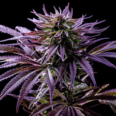 postpunkandothermood - 2