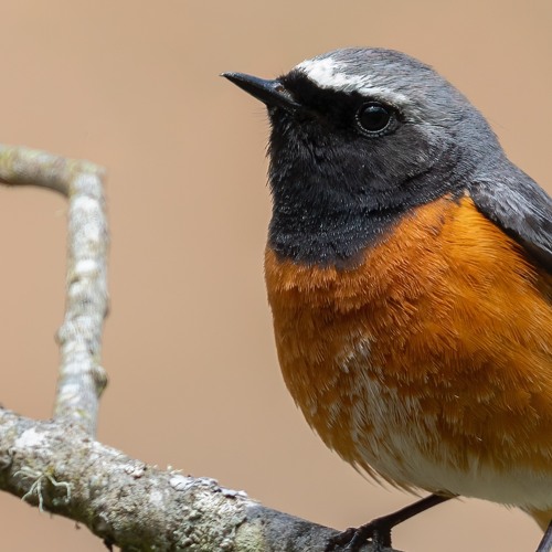 Redstart Song Short - MixPre - 6920