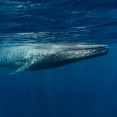 Whale Sounds for Sleep, Relax