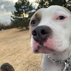 Novocaine (needs mastered)