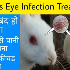 Best Rabbit Eye Infection Treatment Reviews