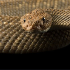 Underworld - Snake V Jonno&gibson [AM]