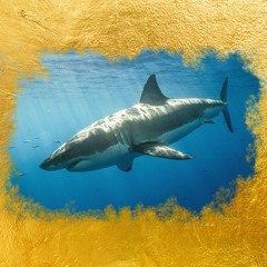 Paddle Out/Sharks