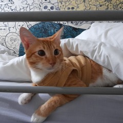 Sweet Escape - Gwen Stefani (stripped version)