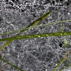 Envy's Web