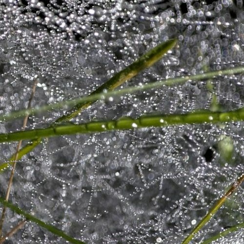 Envy's Web