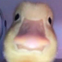 Mighty Duck - Bad Sectors (CONFLIX SPESH)