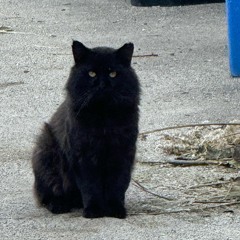 Who is symbol? (The Rap Mix) (Prod. Maxi beatz)