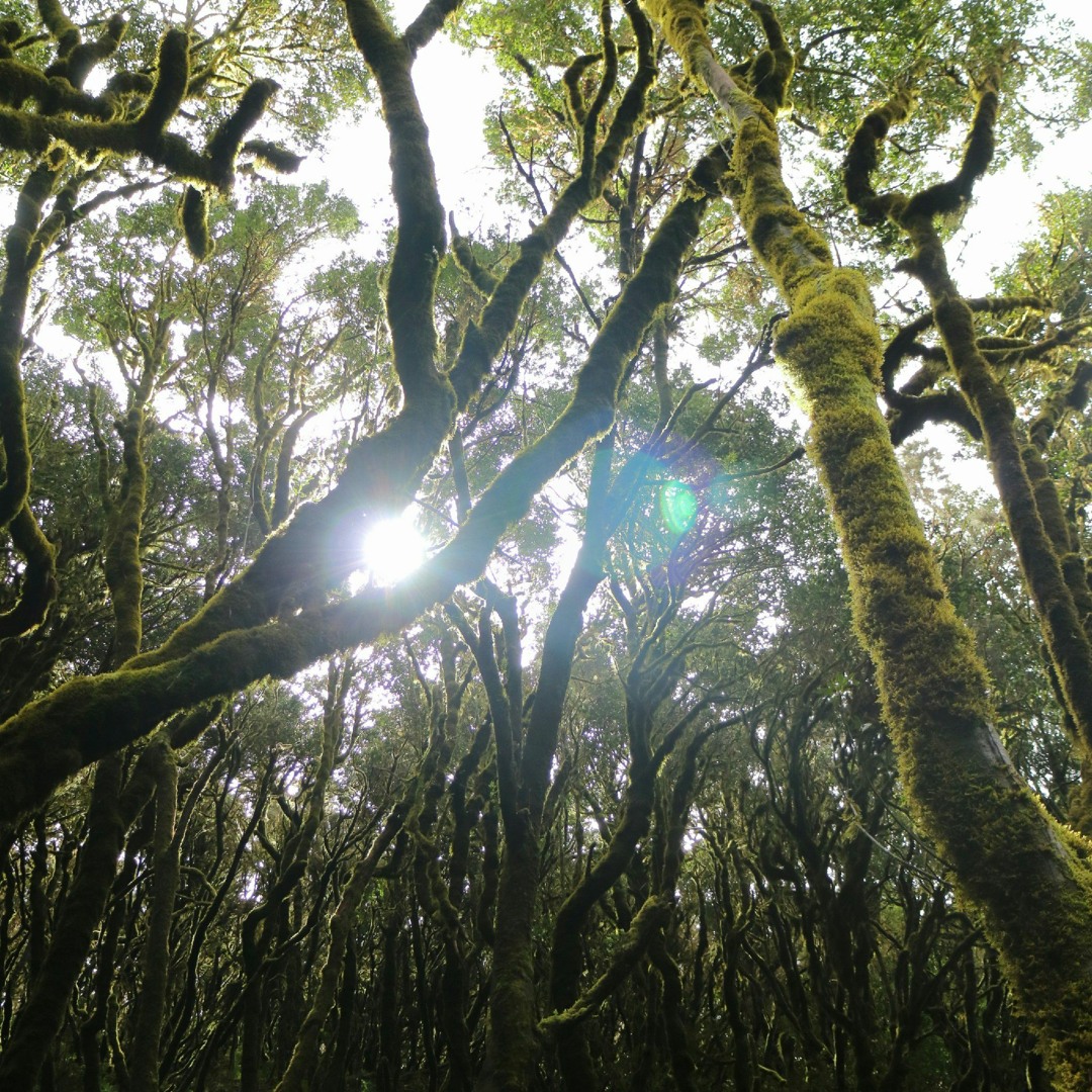 Deep Breakfast 254 ~ Leshy