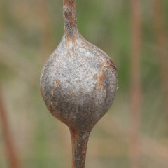 ...and gall midges for all